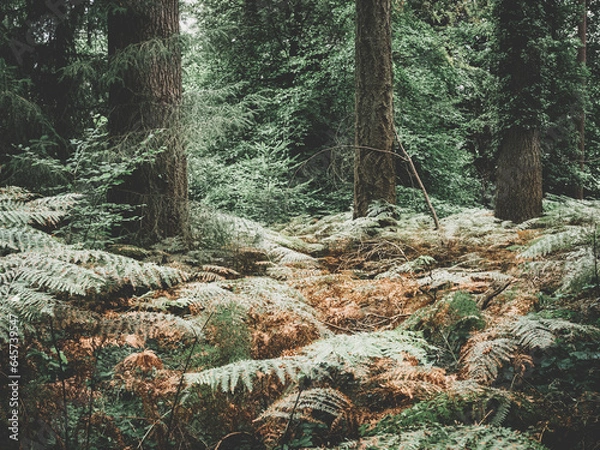 Obraz pine forest in the forest