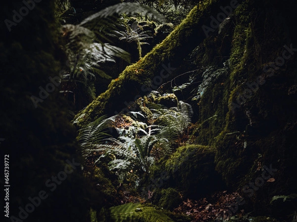 Obraz light in the woods