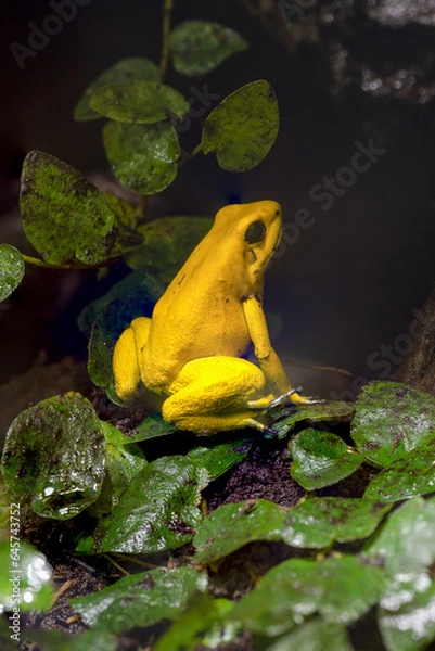 Fototapeta Golden poison dart frog (Phyllobates terribilis). Tropical frog living in South America..