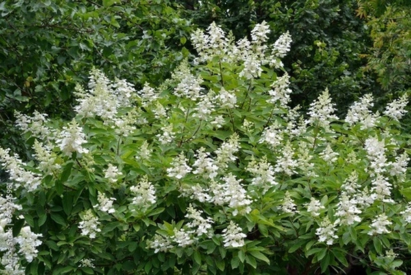 Fototapeta Luxurious paniculate hydrangea of the Grandiflora variety in the garden close-up.