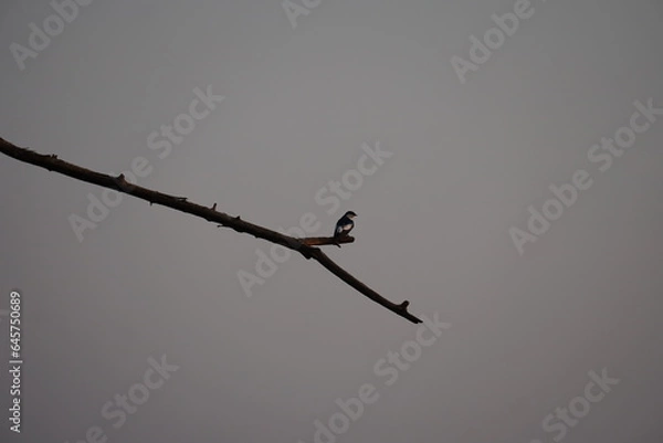 Fototapeta bird on the tree