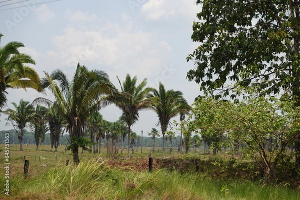 Fototapeta palm trees on the way