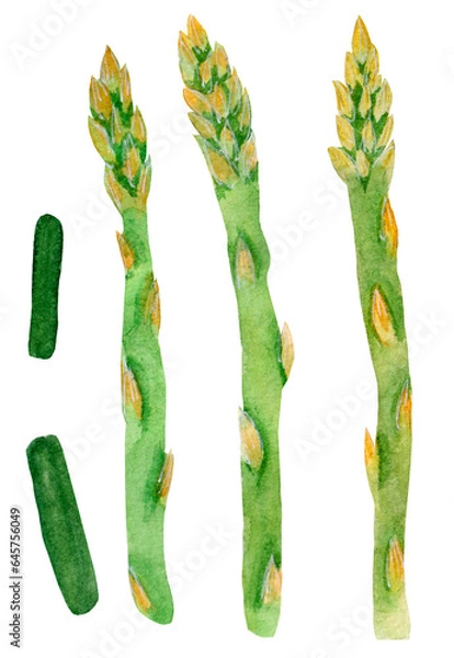 Fototapeta Watercolor bright food collection, various asparagus isolated on white background. For various food products, etc.