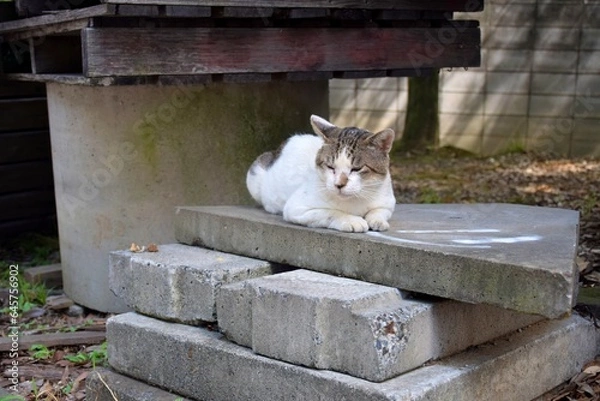Obraz A cat relaxing on a stone