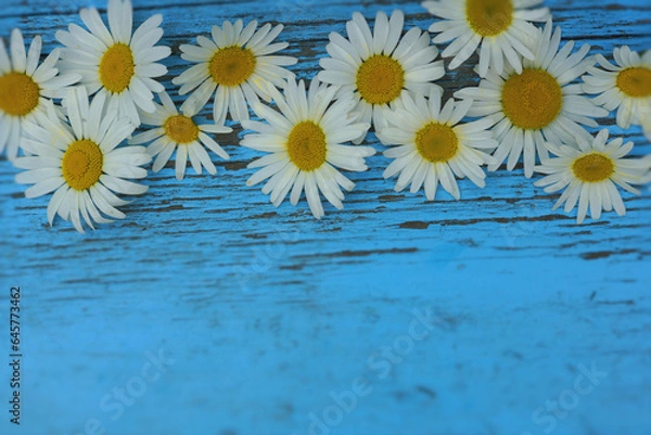 Fototapeta Blue background with daisies
