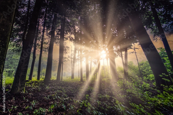 Obraz słońce w lesie