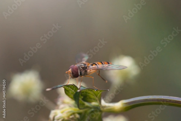 Obraz owad na liściu