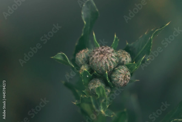 Obraz pąki kwiatów