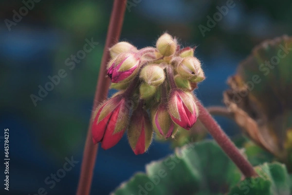 Obraz pąki kwiatów