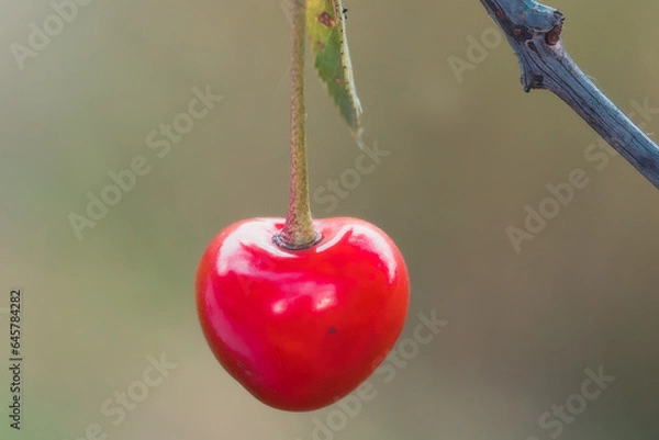 Obraz Czereśnia czerwona