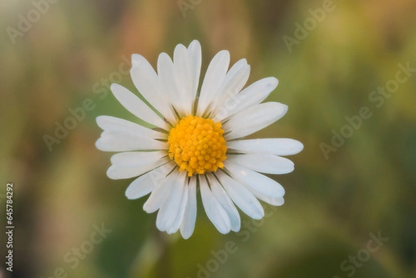 Obraz Kwiatek z płatkami