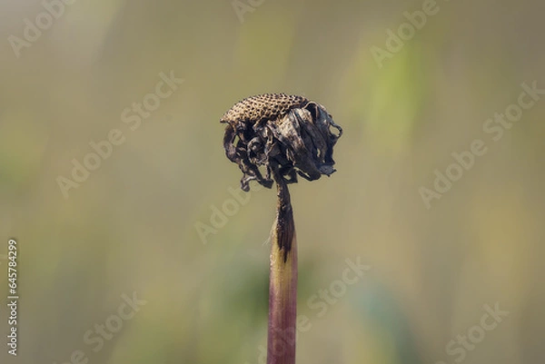 Obraz kwiat bez liści
