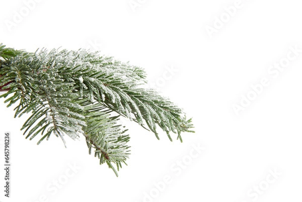 Obraz Snowy fir branch