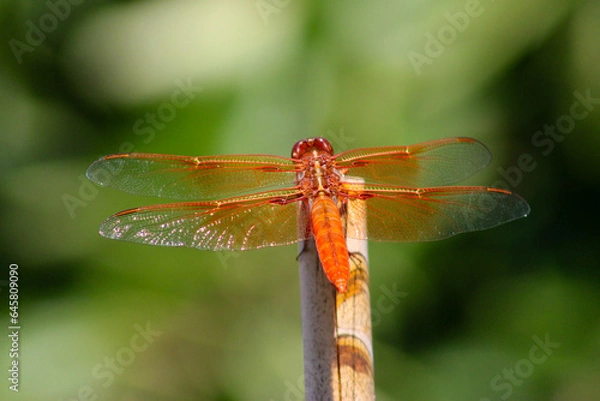 Obraz Dragonfly Orange 05