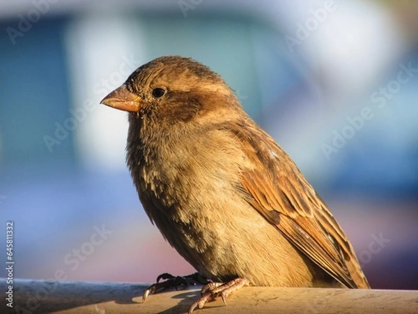 Fototapeta isolated macro telephoto of sparrow on a branch