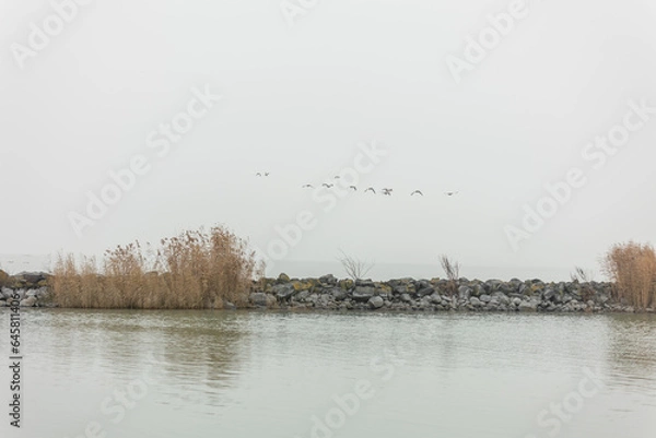 Obraz Coast of Lake Balaton, ducks and other birds