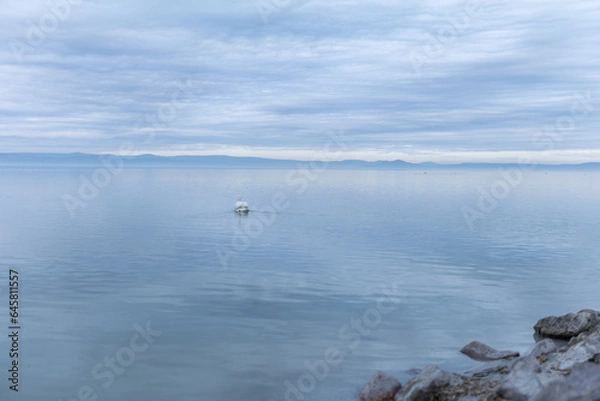 Obraz Coast of Lake Balaton, ducks and other birds