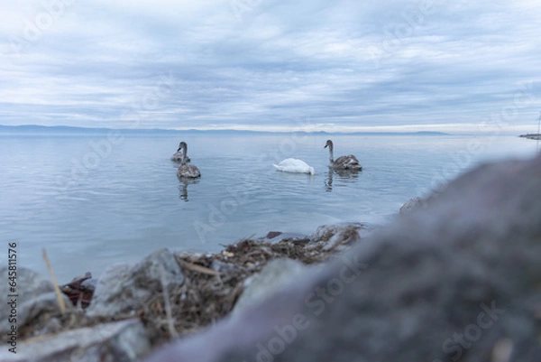 Obraz Coast of Lake Balaton, ducks and other birds