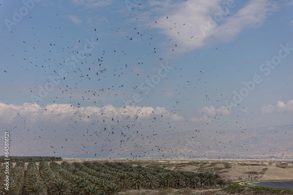 Obraz Various figures made by flocks of birds (hawks) while flying over a date plantation in the Jordan Valley