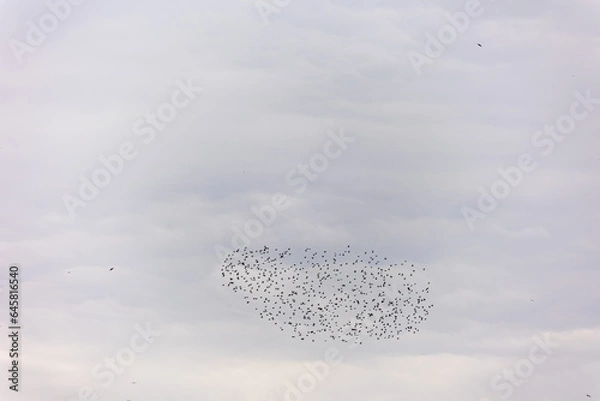 Obraz Various figures made by flocks of birds (hawks) while flying over a date plantation in the Jordan Valley
