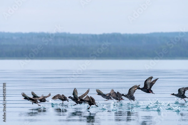 Obraz Cormorants Taking Flight Over Water