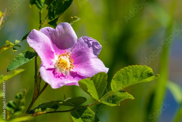 Obraz Wild Alaska Rose Bloom