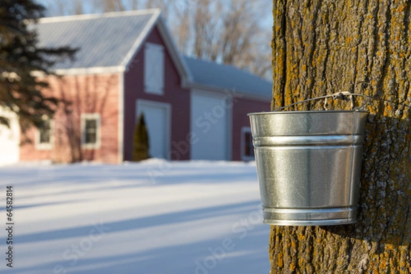 Obraz Maple Syrup Tapping