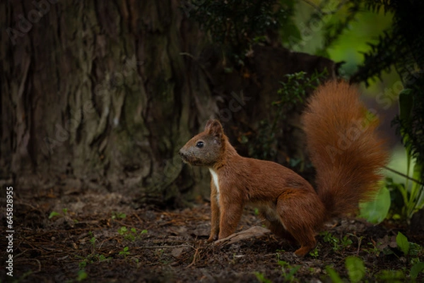 Fototapeta Eichhörnchen