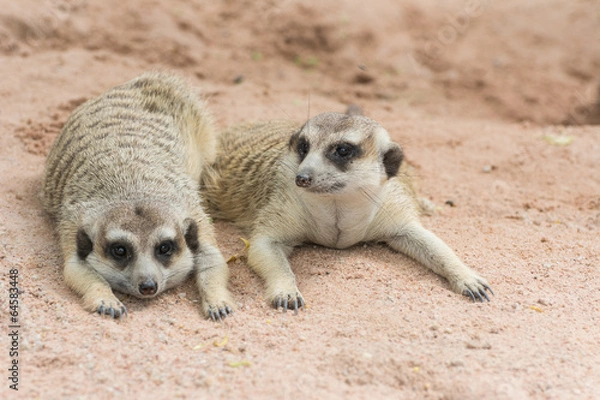 Obraz Meerkats or Suricates (Suricata suricatta)