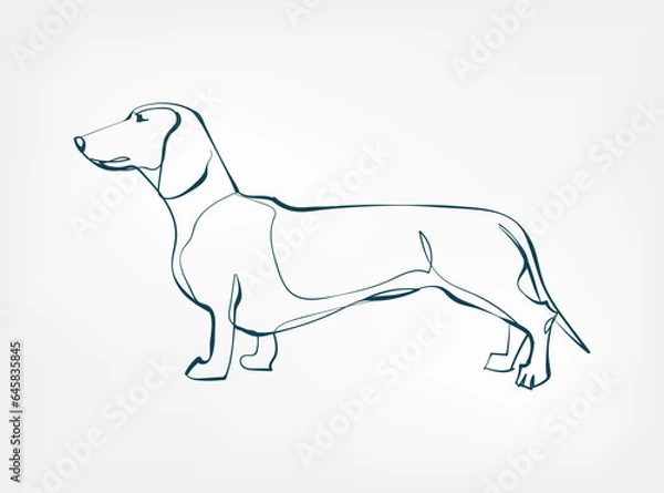 Obraz Dachshund dog breed animal vector line art one line sketch outline