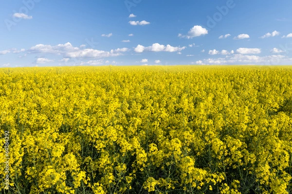 Fototapeta rapsfeld