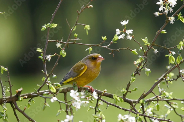 Fototapeta verdier d'europe