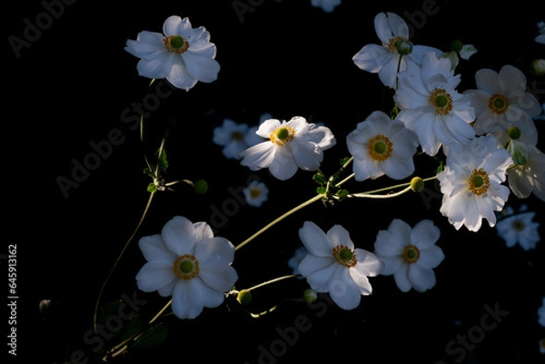 Obraz Horizontal Japanese Anemones