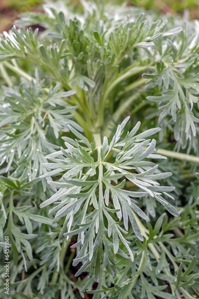 Fototapeta sagebrush
