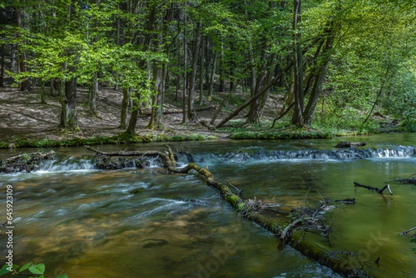 Fototapeta Nad Tanwia Nature Reserve, The gorge of the Tanew River,  Sopot River, Roztoczanski National Park,  Beautiful Polish landscapes, tourist trails in Poland