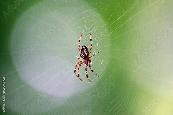 Fototapeta spider on a spiders web