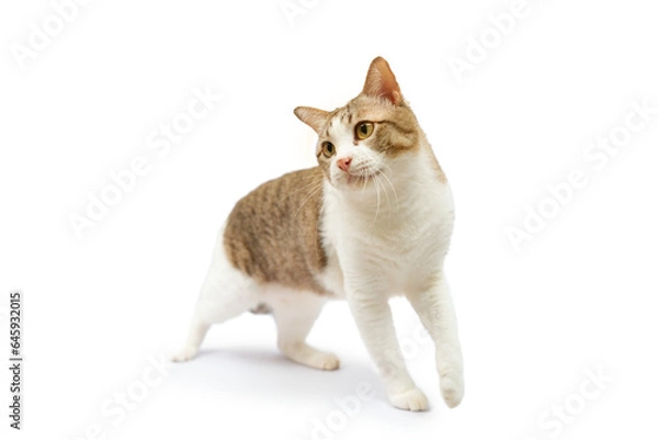 Fototapeta Tabby cat walking on white background. isolated.