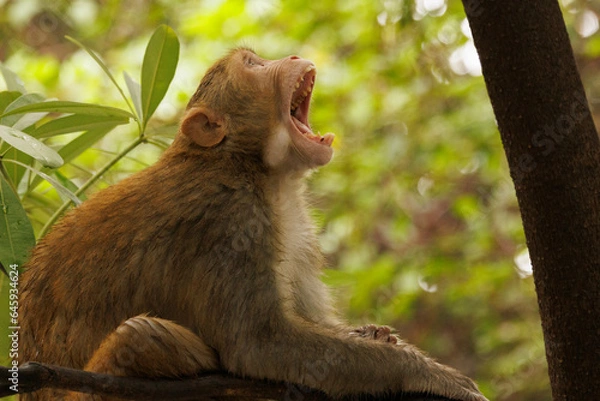 Fototapeta Monkey noise tree