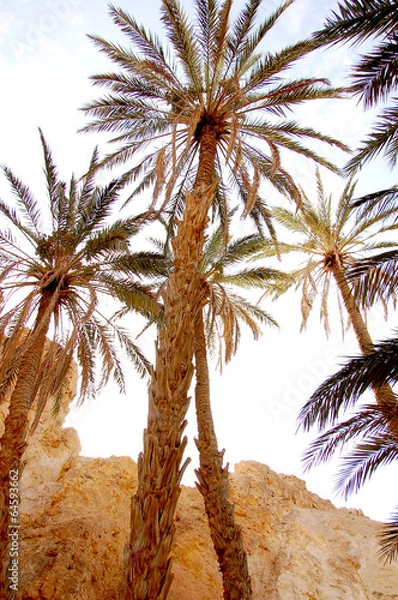 Fototapeta Beautiful mountain oasis in Tunisia