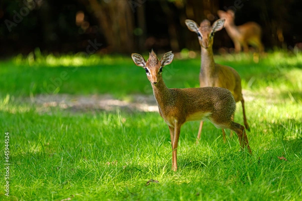Obraz Pygmi Kirk's dik-dik, small antelopes on the green meadows