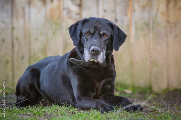 Fototapeta Labrador Retriever