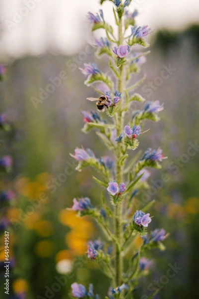 Obraz Biene / Hummel