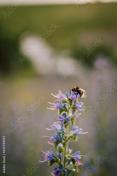 Obraz Biene / Hummel