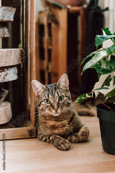 Obraz Katze mit Pflanzen