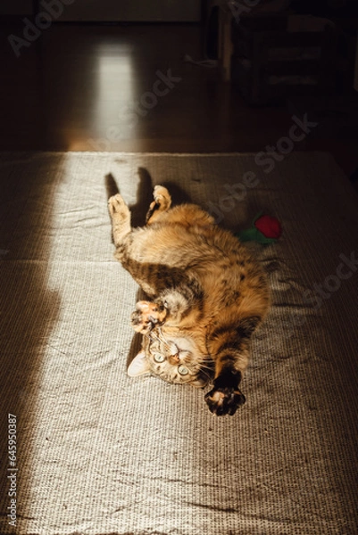 Obraz Katze in der Sonne