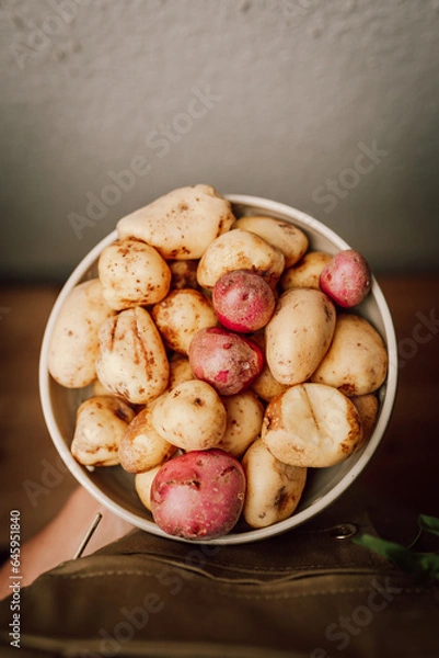 Obraz Kartoffelernte