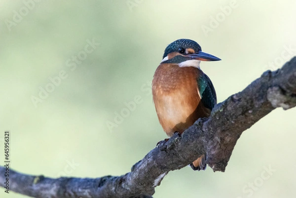 Fototapeta Martin Pescatore