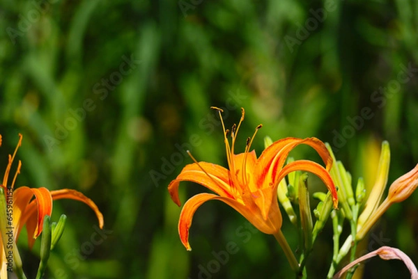 Fototapeta オレンジ色のユリが咲いていた