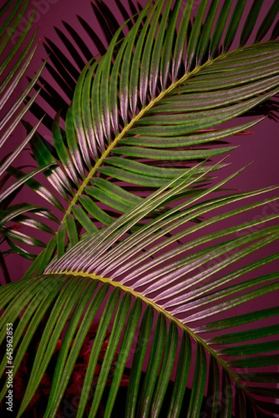 Fototapeta The palm leaf rests in a pink background