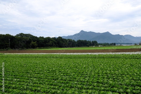 Obraz キャベツ畑と山の風景